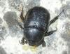 Pentodon bidens punctatum